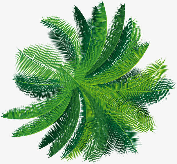 夏日椰树树冠素材免抠