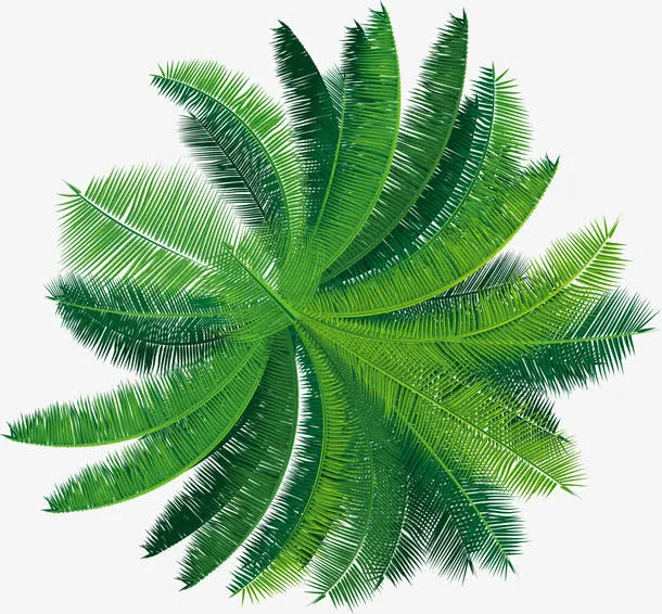 夏日椰树树冠素材免抠