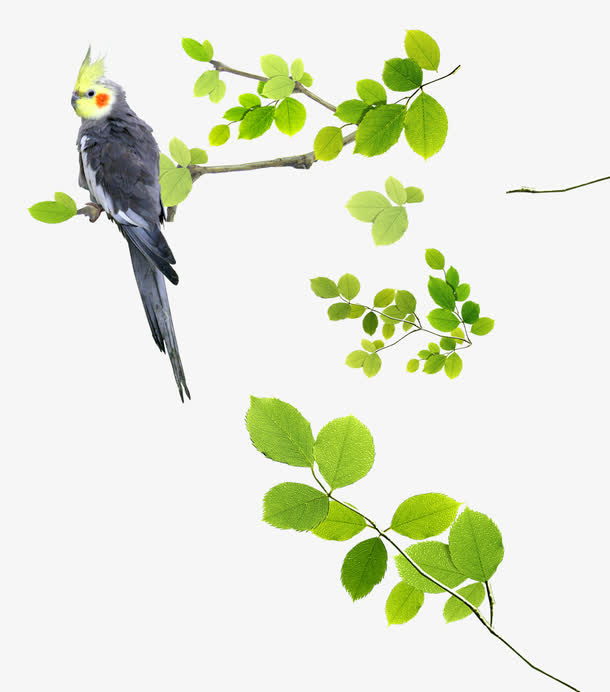 唯美清新树叶树枝喜鹊鸟免抠