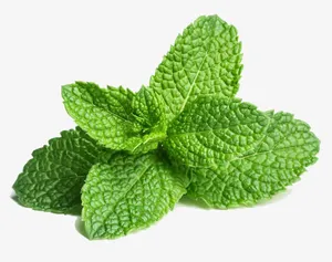 有机椒薄荷免抠漂浮叶子元素