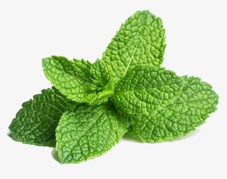 有机椒薄荷免抠漂浮叶子元素