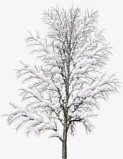 绿色大树上的积雪免抠