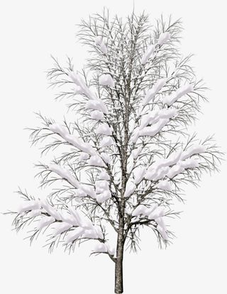 绿色大树上的积雪免抠