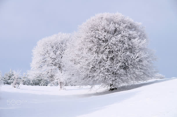 白色冬季雪地大树免抠