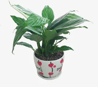 大叶片盆栽植物免抠