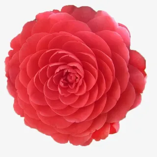 山茶花png免抠素材免抠