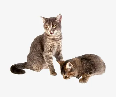 两只靠在一起的小花猫免抠