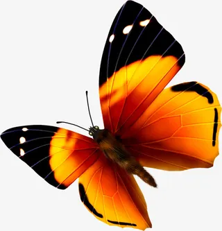 黑黄色纹理夏季蝴蝶免抠