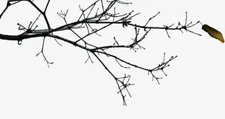 树枝凋零衰败秋日免抠