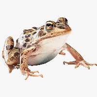 青蛙免抠