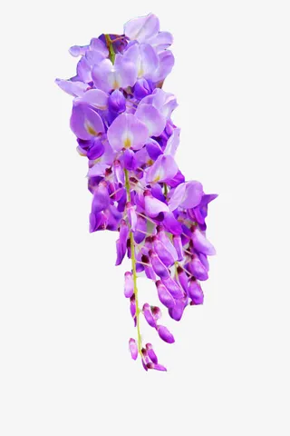 紫藤花图片素材免抠