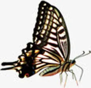 春季高清昆虫蝴蝶免抠