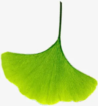 绿色向下银杏树叶免抠