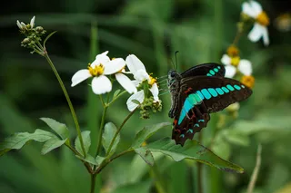 蝴蝶与白色花朵高清