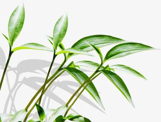 光效草本植物高清摄影免抠