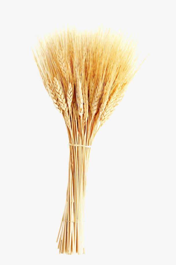 麦子免抠