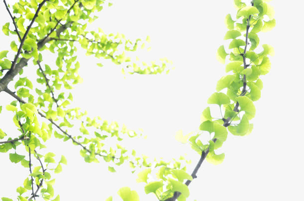 银杏树免抠
