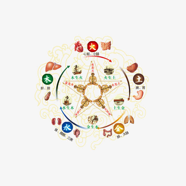 心肺八卦图免抠