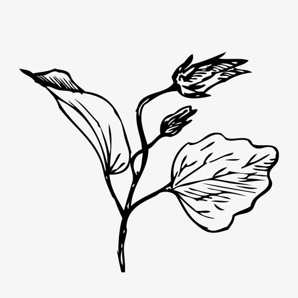 小清新黑白手绘花卉免抠