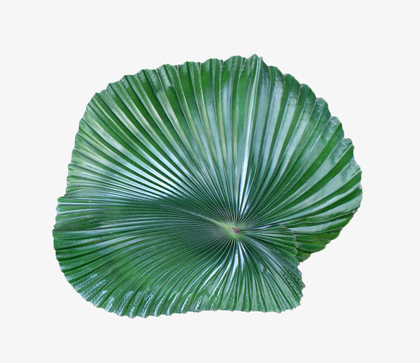 一片圆形的绿叶免抠