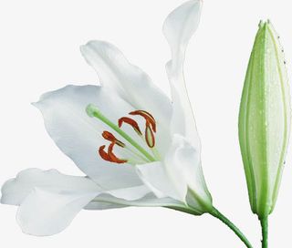 白色百合花免抠