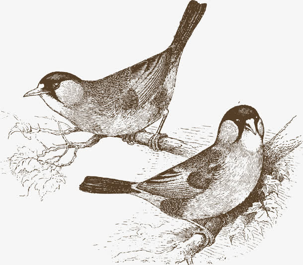 卡通手绘一对小鸟免抠