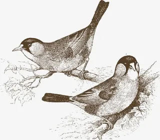 卡通手绘一对小鸟免抠