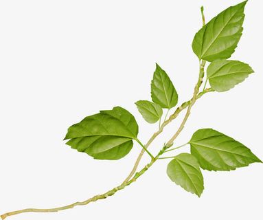 树叶背景素材卡通树叶 植物 叶免抠动植物植物元素