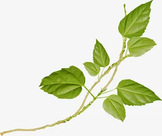 树叶背景素材卡通树叶 植物 叶免抠动植物植物元素