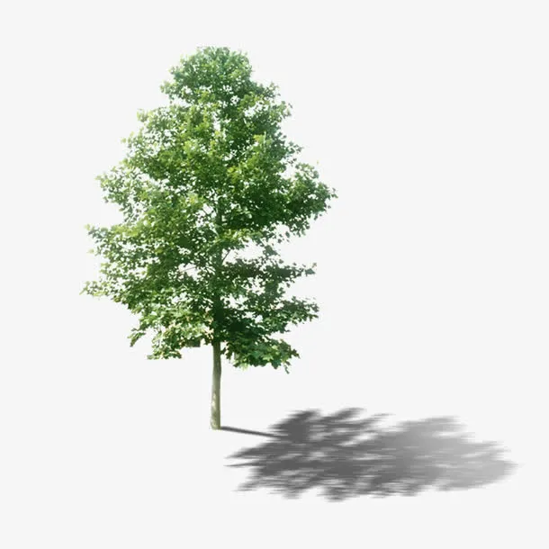 实物白桦树免抠