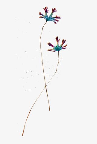 手绘双生花免抠