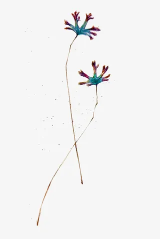 手绘双生花免抠