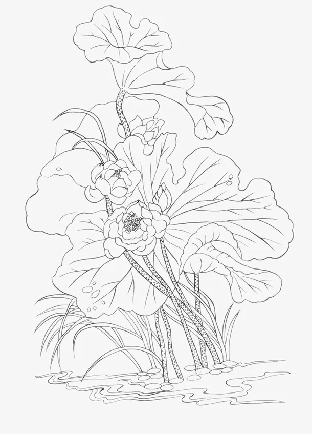 手绘荷花儿线条儿png免抠