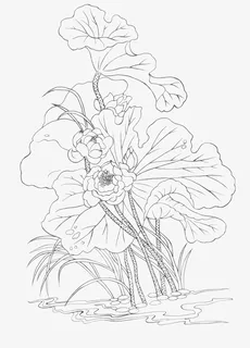 手绘荷花儿线条儿png免抠