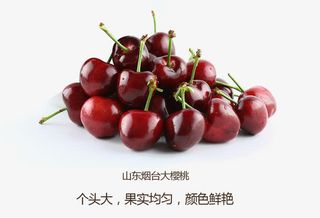 山东烟台大樱桃免抠