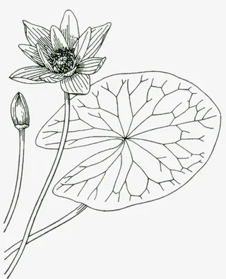 莲花线稿png免抠