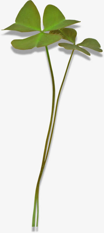 两珠三叶草免抠