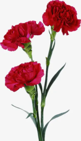 红色康乃馨免抠