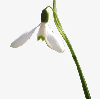 盛开的天山雪莲免抠