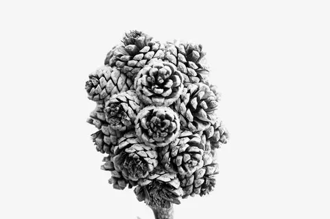 冰冻的松塔免抠