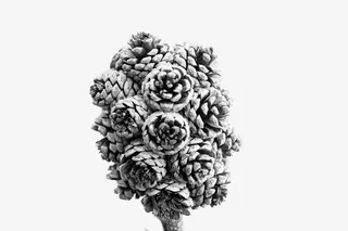 冰冻的松塔免抠