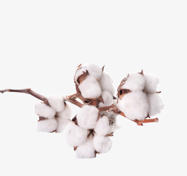 冬日里盛开的木棉花免抠动植物植物元素