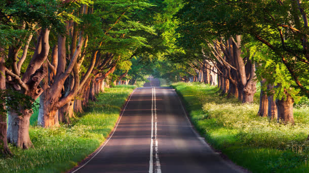 树木公路草地花朵免抠