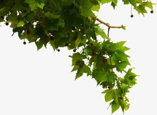 绿色树枝果实梧桐树免抠