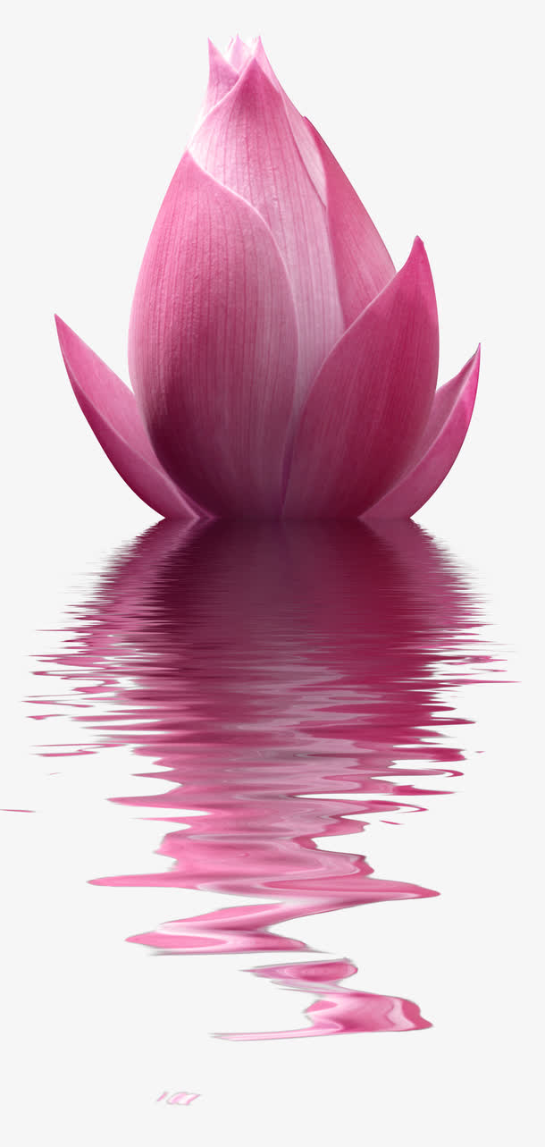 粉色水中荷花免抠素材免抠