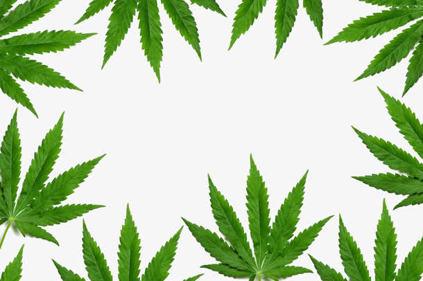 大麻叶子边框免抠