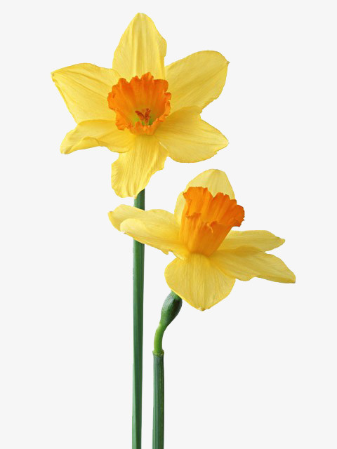 卡通鲜花手绘花朵免抠