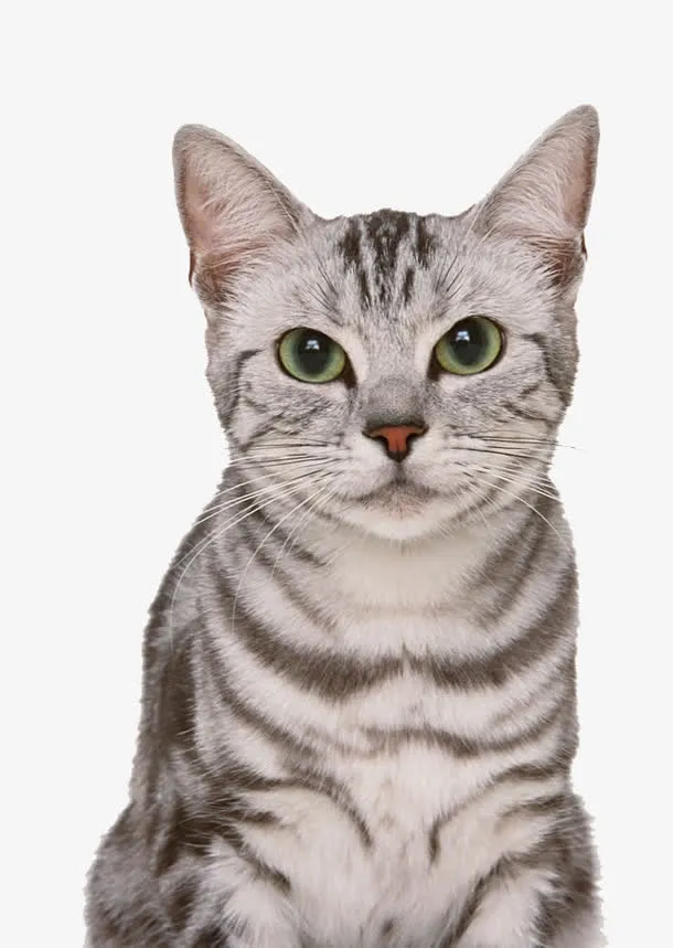美国短毛猫图片免抠