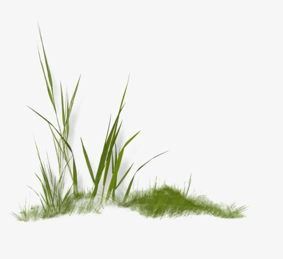 绿色小草免抠