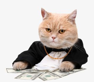 土豪喵星人免抠